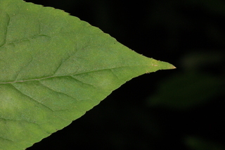 Ilex montana, leaf tip upper