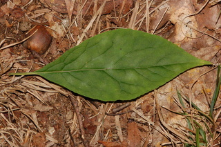 Ilex montana, leaf upper