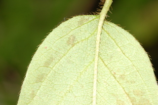 Lonicera canadensis, leaf under