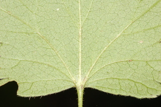 Ribes cynosbati, Eastern prickly gooseberry, leaf base lower