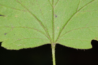 Ribes cynosbati, Eastern prickly gooseberry, leaf base upper