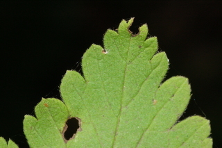 Ribes cynosbati, Eastern prickly gooseberry, leaf tip upper