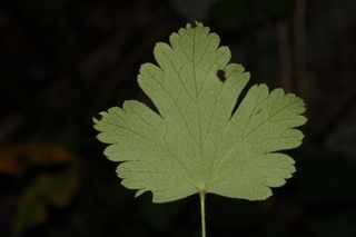 Ribes cynosbati, Eastern prickly gooseberry, leaf under