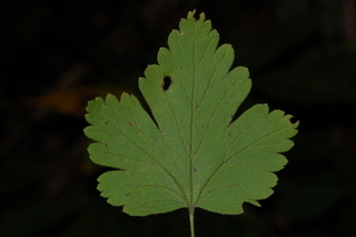 Ribes cynosbati, Eastern prickly gooseberry, leaf upper