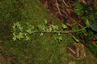 Ribes cynosbati, Eastern prickly gooseberry, plant