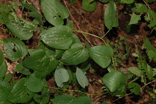 Smilax herbacea, Smooth carrionflower