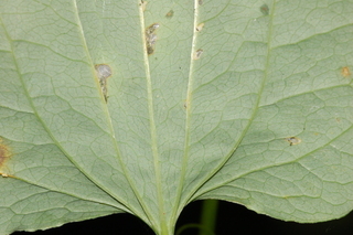 Smilax herbacea, Smooth carrionflower, leaf base under