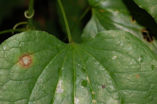 Smilax herbacea, Smooth carrionflower, leaf base upper