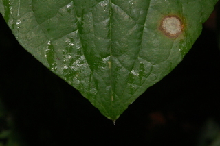 Smilax herbacea, Smooth carrionflower, leaf tip upper