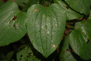 Smilax herbacea, Smooth carrionflower, leaf upper