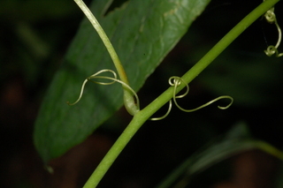 Smilax herbacea, Smooth carrionflower, tendrils