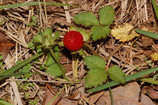 Duchesnea indica, Mock-Strawberry