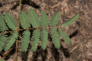 Mimosa microphylla