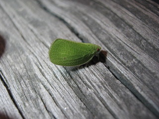 Acanalonia conica, Green Conehead Planthopper