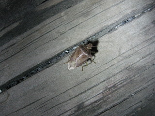 Euschistus servus, Shield bug