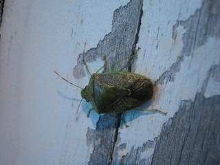 Thyanta custator, Green stink bug