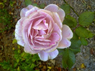 Rosa gallica, Apothecary Rose