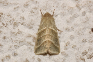 Heliothis virescens, Tobacco Budworm Moth