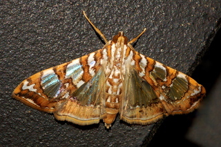 Glyphodes sibillalis, Mulberry Leaftier Moth
