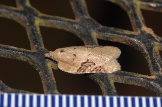 Acleris chalybeana, Lesser Maple Leafroller Moth