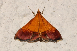 Pyrausta bicoloralis, Bicolored Pyrausta Moth
