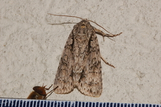Acronicta clarescens, Clear Dagger Moth