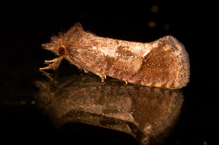 Acrolophus texanella, Texas Grass Tubeworm Moth