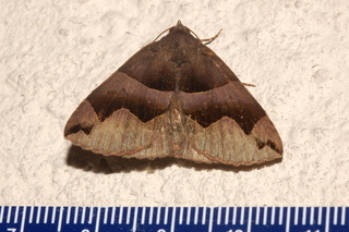 Gondysia smithii, Smiths Darkwing Moth
