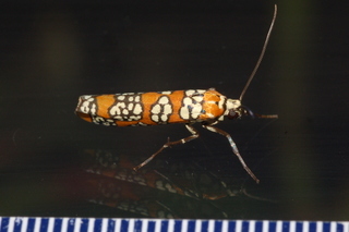 Atteva aurea, Ailanthus Webworm Moth