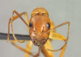 Camponotus castaneus, head