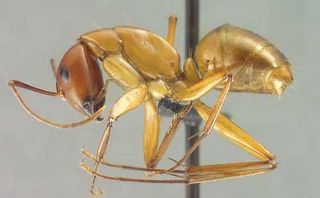 Camponotus castaneus, side