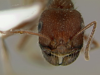 Pogonomyrmex salinus, head