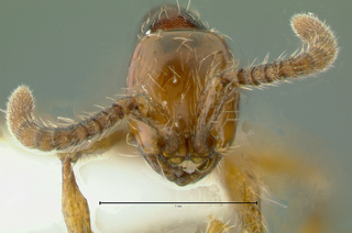 Aenictus ceylonicus, head