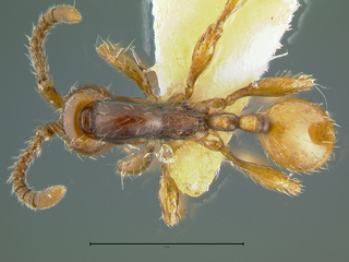 Aenictus ceylonicus, top
