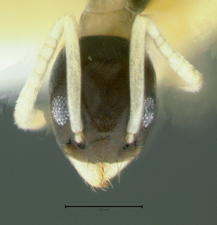 Tapinoma melanocephalum, head