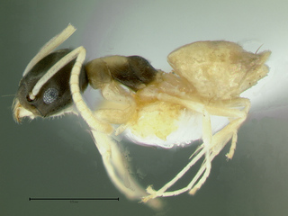 Tapinoma melanocephalum, side
