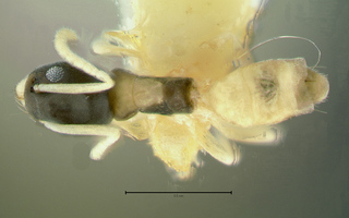 Tapinoma melanocephalum, top