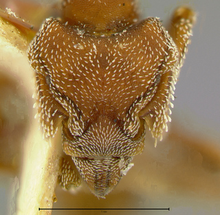 Eurhopalothrix procera, worker, head