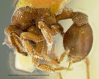 Eurhopalothrix procera, worker, side