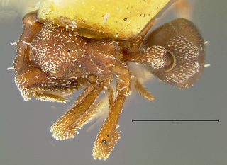 Eurhopalothrix procera, worker, top