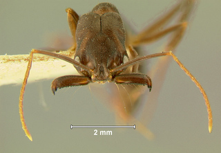 Odontomachus simillimus, worker, frontal
