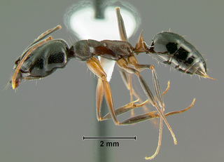 Odontomachus insularis, worker, side