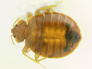 Cimex lectularius, adult female