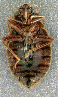 Cimex lectularius, adult male, bottom
