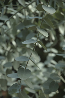 Eucalyptus cinerea