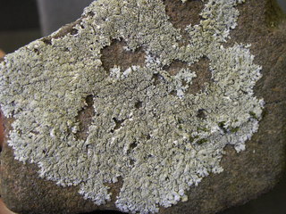 Myelochroa obsessa, herbarium specimen