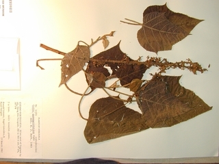 Croton gossypiifolius