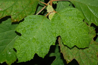 Hydrangea quercifolia, Oakleaf hydrangea, leaf upper