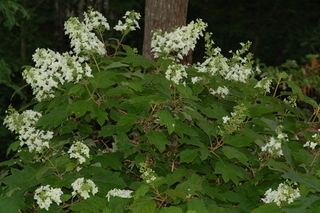 Hydrangea quercifolia, Oakleaf hydrangea, plant
