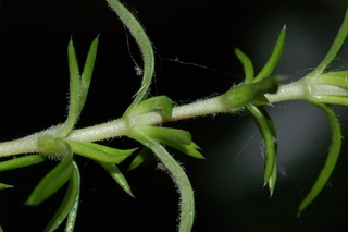 Phlox subulata, Creeping Phlox, branching
